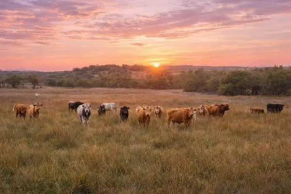 0 Limestone HOLW, Wimberley, TX 78676