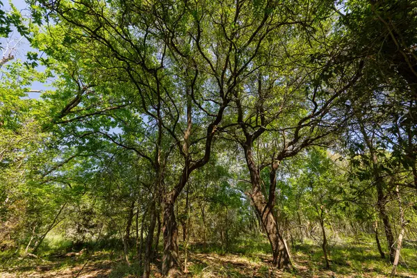 TBD County Road 180 Rolling Pond Ranch RD, Purmela, TX 76566