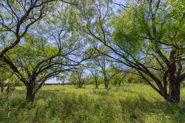 Purmela, TX 76566