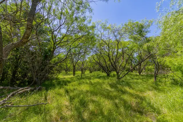 TBD County Road 180 Mesquite Hollow Ranch RD, Purmela, TX 76566