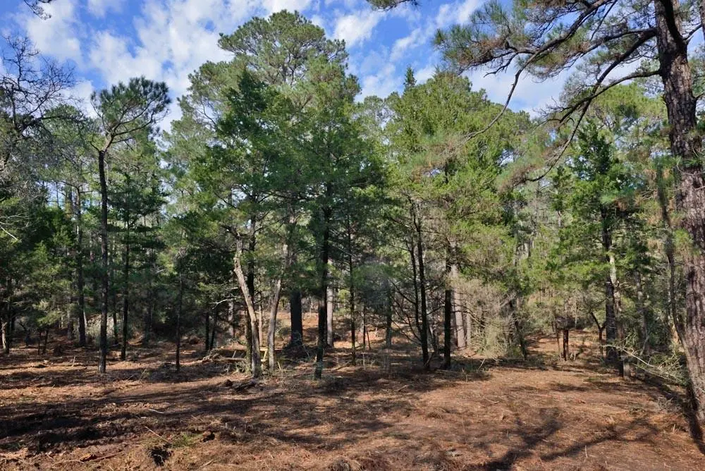 TBD Lot 4 Sandy RD, Rosanky, TX 78953