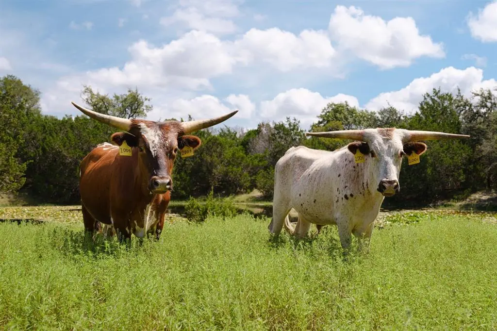 Lot 12 Zonetail CV, Austin, TX 78737