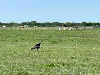 640 County Road 226, Florence, TX 76527