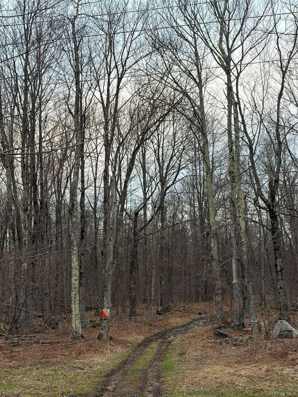 Fox Mountain, Livingston Manor, NY 12758