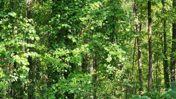 320 Foggy Cut LN, Landrum, SC 29356