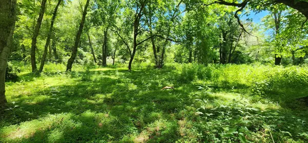 171 Bambi LN, Mill Spring, NC 28756