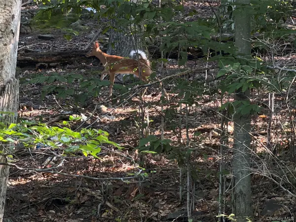 Hidden CT, Mount Tremper, NY 12457