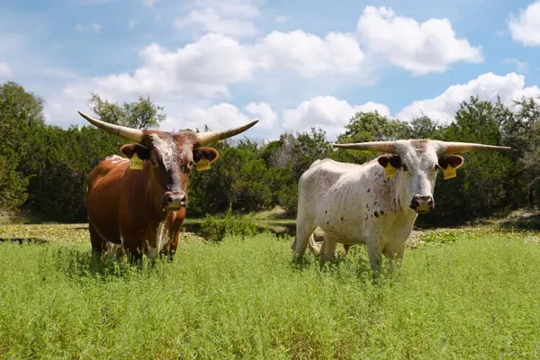 234 Zonetail CV, Austin, TX 78737