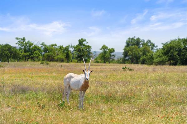 234 Elk Run CV, Blanco, TX 78606