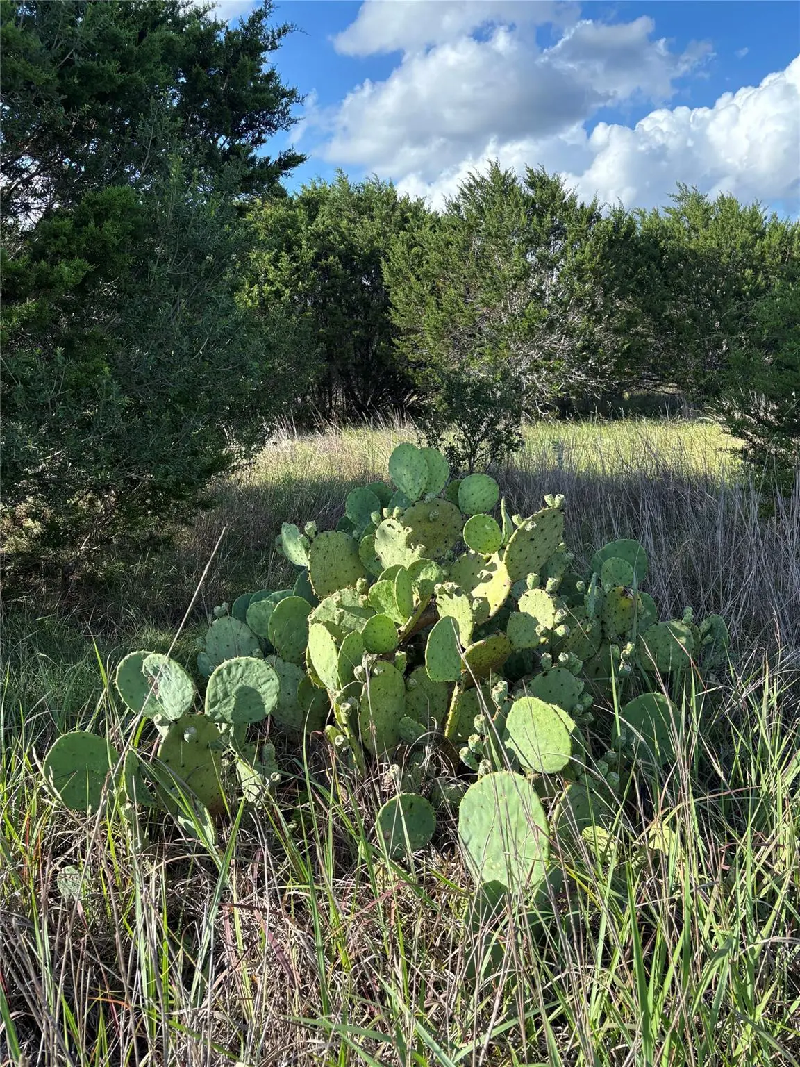 1200 Cave Springs DR, Wimberley, TX 78676