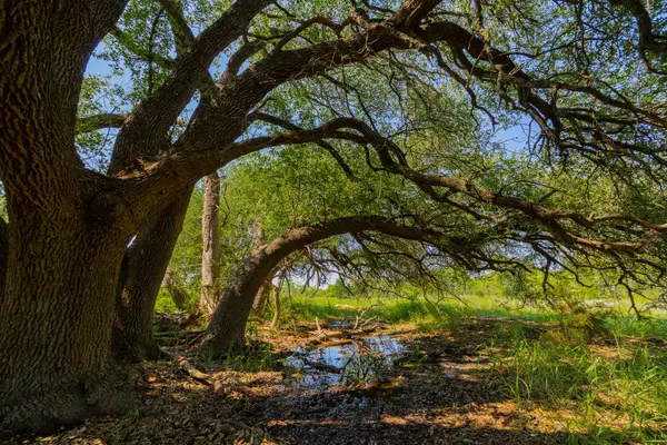 TBD County Road 180 Rolling Pond Ranch RD, Purmela, TX 76566