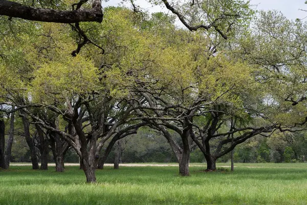 426 Mill RUN, New Braunfels, TX 78132