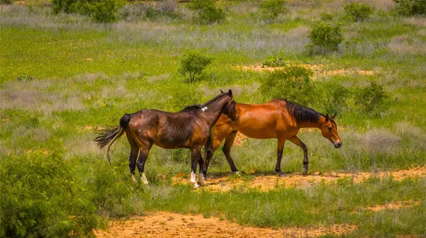 19815 Farm to Market 500, Richland Springs, TX 76871