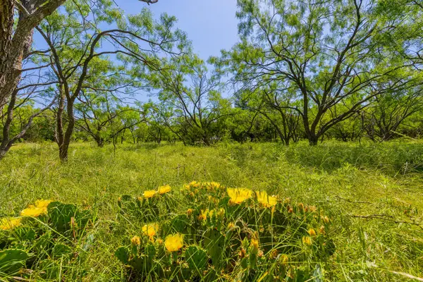 TBD County Road 180 Covered Meadows Ranch RD, Purmela, TX 76566
