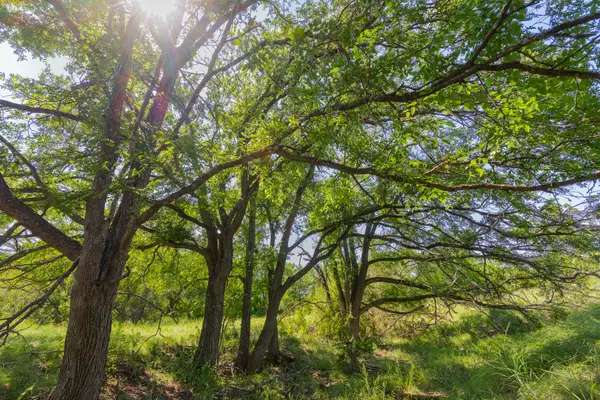 TBD County Road 180 Covered Meadows Ranch RD, Purmela, TX 76566
