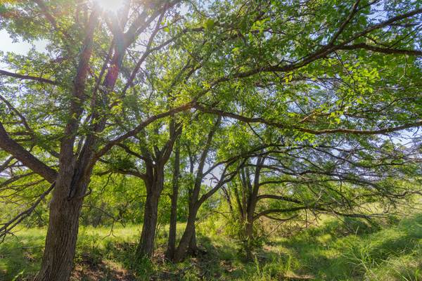 TBD County Road 180 Covered Meadows Ranch RD, Purmela, TX 76566