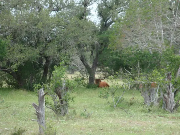 1619 Althaus Ranch RD, Johnson City, TX 78636