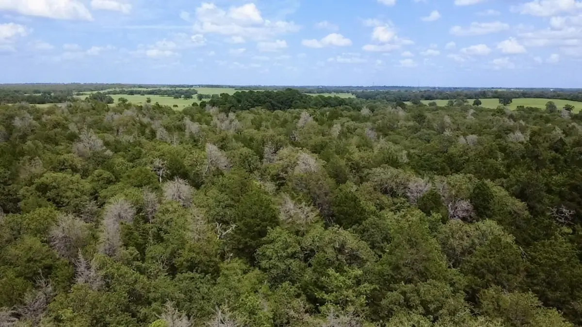 TBD County Road 337, Lexington, TX 78947
