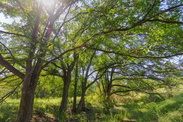TBD County Road 180 Mesquite Hollow Ranch RD, Purmela, TX 76566
