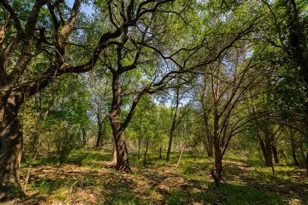 TBD County Road 180 Mesquite Hollow Ranch RD, Purmela, TX 76566