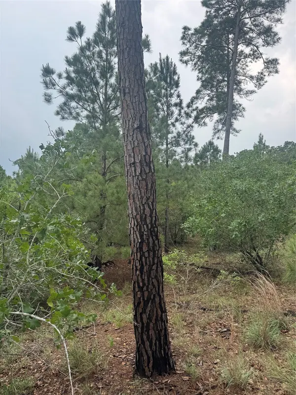 Lots 1612, 1613, 1614 Kaanapali LN, Bastrop, TX 78602