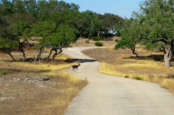 101 Mystic Overlook DR, Dripping Springs, TX 78620