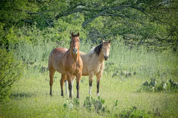 Lot 180 Swamp Creek Cove, Burnet, TX 78611