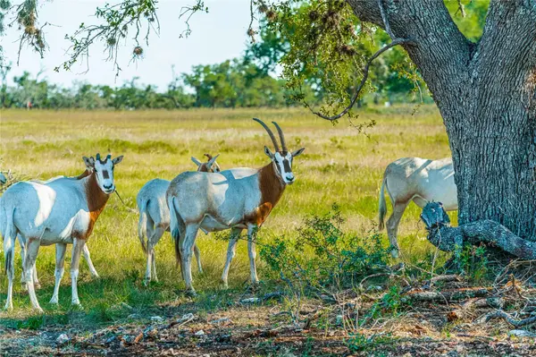 Lot 168 E Starview Cove CV #Lot 168, Blanco, TX 78606
