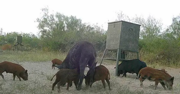 CR 313 CR 313, Encino, TX 78353