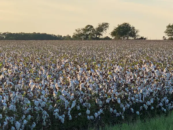 TBD2 County Road 154, Georgetown, TX 78626