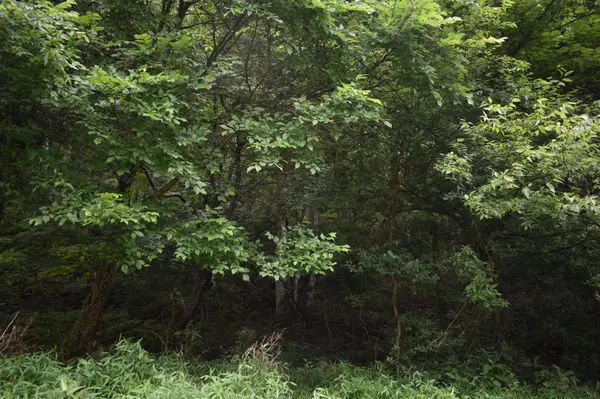 0 Pleasant Shade Hwy, Pleasant Shade, TN 37145