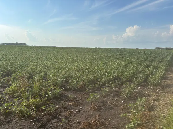 62495 310th Street and 620th, Chokio, MN 56221