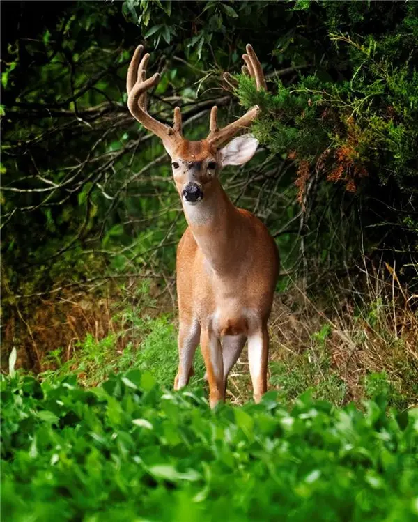 SW County 13007 RD, Hume, MO 64752