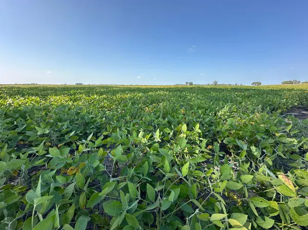 TBD County 8, Campbell, MN 56522