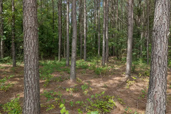 0 Falls Branch Road, Duck River, TN 38454