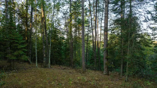 13895 Gazelle TRL, Park Rapids, MN 56470