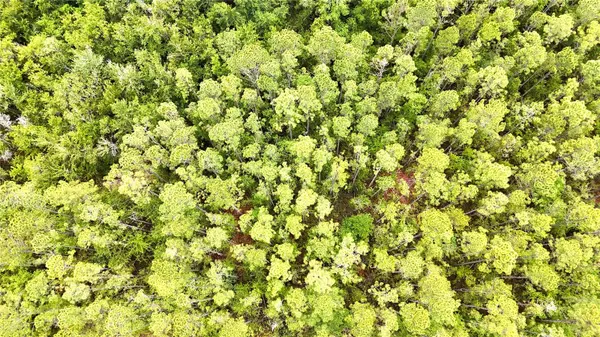 SWEET GUM RD, Glen St Mary, FL 32040