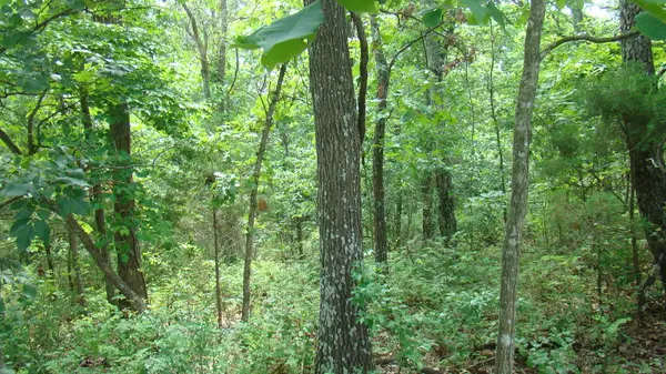Tbd State Route Y, Mountain View, MO 65548