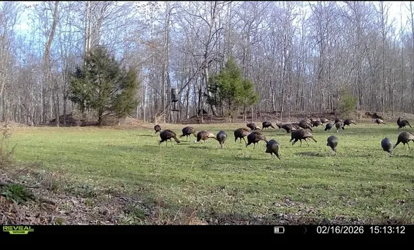 0 Bunches Chapel Road, Parsons, TN 38363