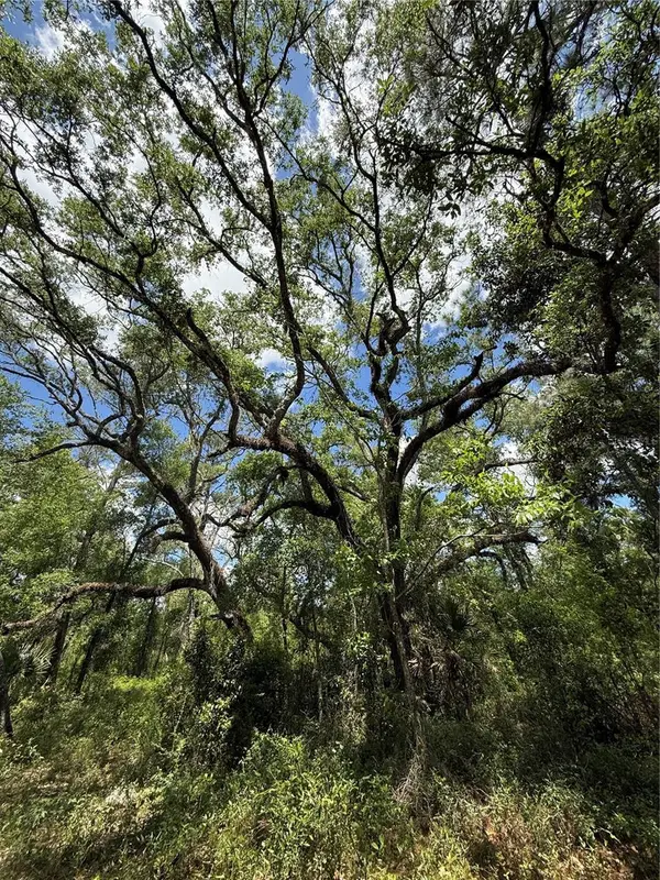 LEWIS LN, Webster, FL 33597