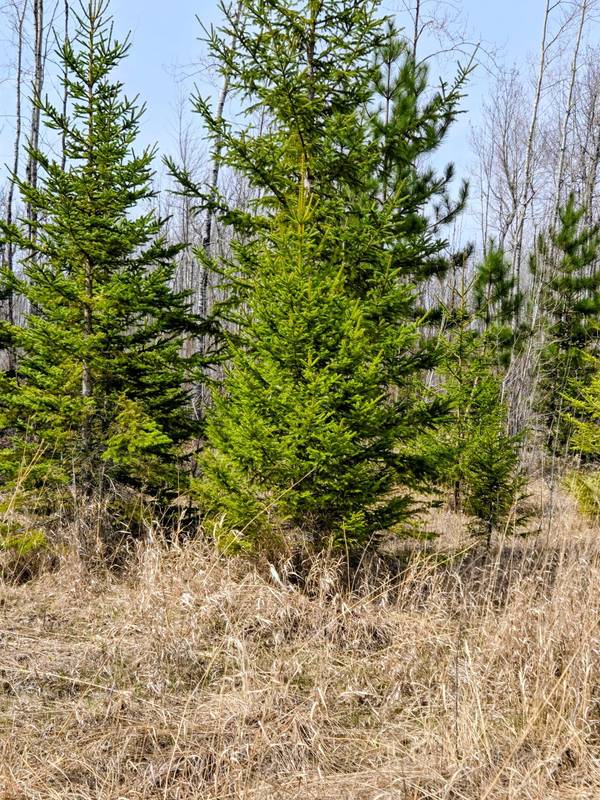 17 E TBD County Road, Mizpah, MN 56660