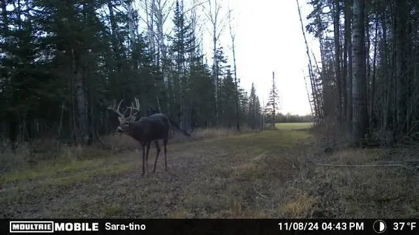TBD Arkola RD, Toivola, MN 55765