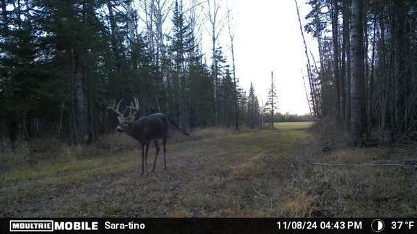 TBD Arkola RD, Toivola, MN 55765