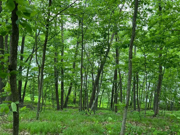5585 Woods Bay DR NE, Outing, MN 56662