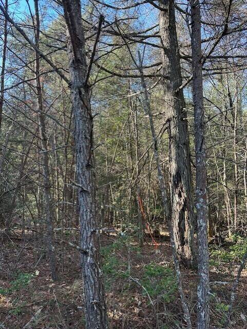 5 50th Avenue, Gruetli Laager, TN 37339