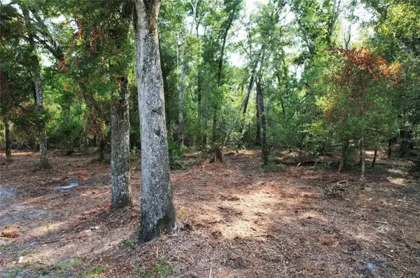NE 497TH ST, Old Town, FL 32680