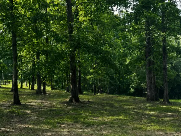 7865 Barnhill Rd, Primm Springs, TN 38476