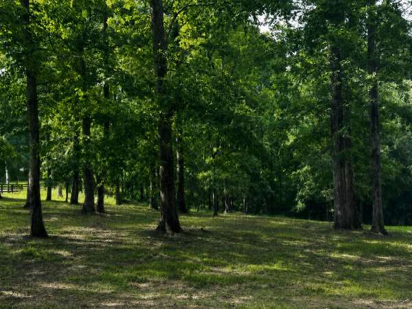 7865 Barnhill Rd, Primm Springs, TN 38476