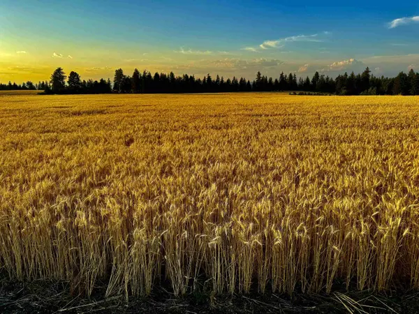 0 E Orchard Bluff Rd Lot A Rd, Chattaroy, WA 99003