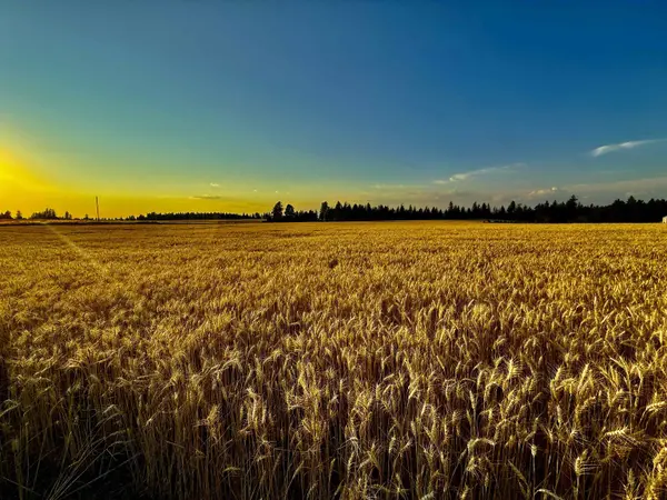 0 E Orchard Bluff Rd Lot A Rd, Chattaroy, WA 99003